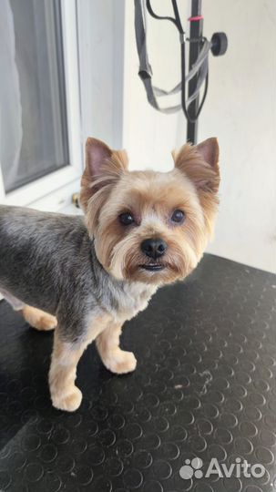 Груминг и передержка собак и кошек