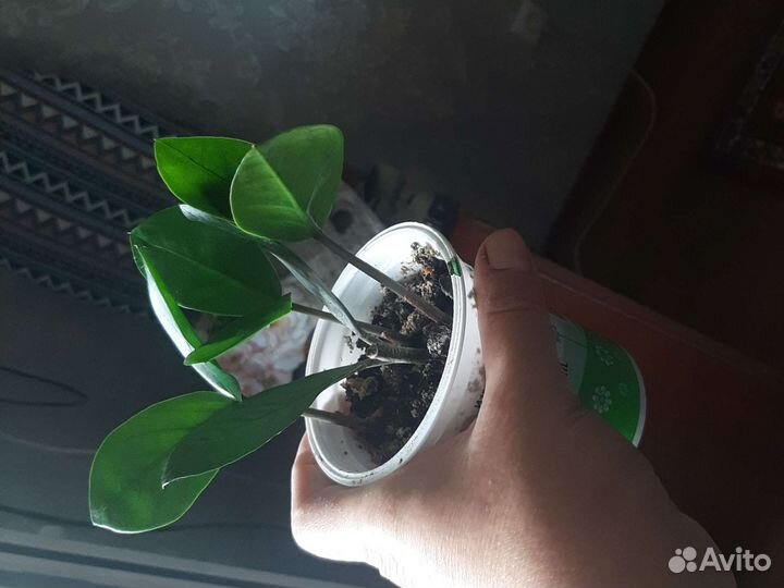 Долоровое дерево