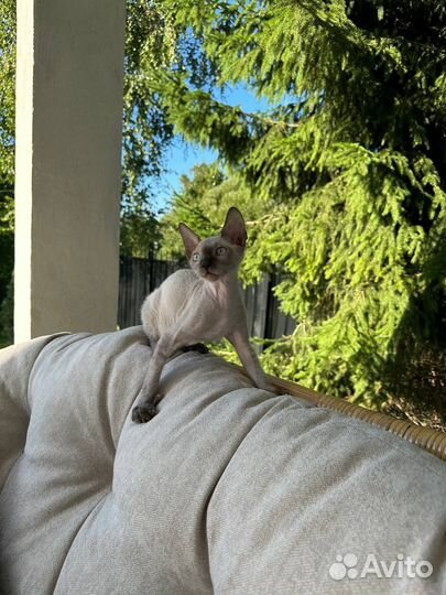 Котенок сфинкс