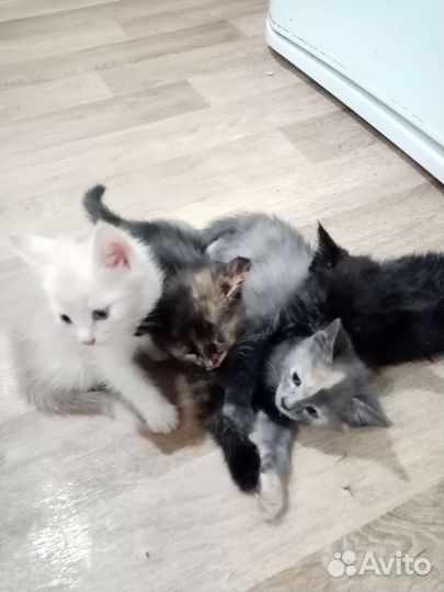 Котята в добрые руки