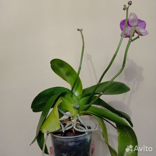 Орхидея цветущая, три цветоноса