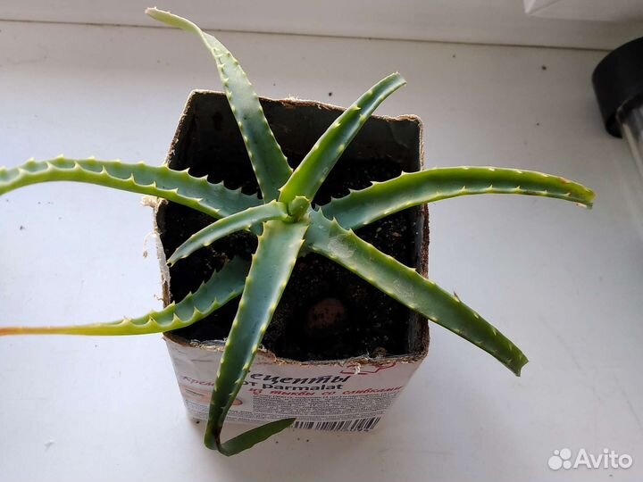 Алоэ столетник