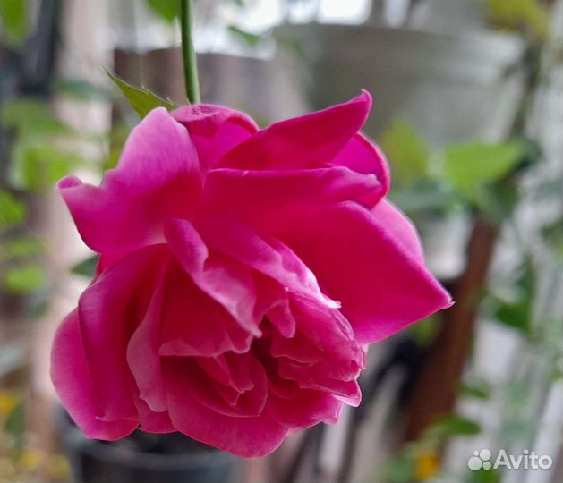 Бенгальская роза