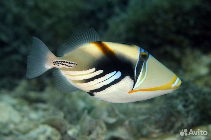 Аквариумные рыбки