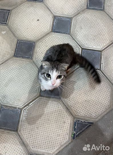 Вислоухий британец кот