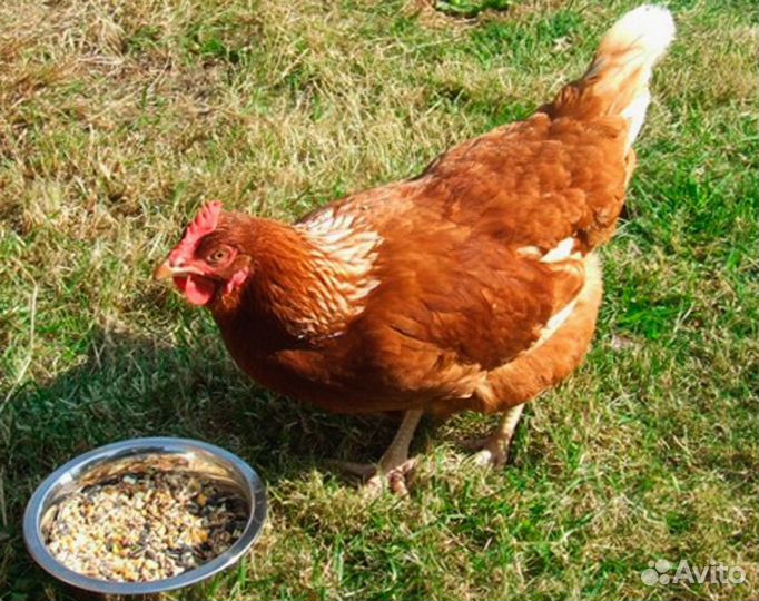 Куры несушки