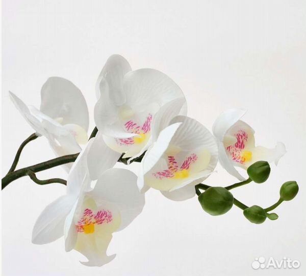 Орхидея фаленопсис Икеа