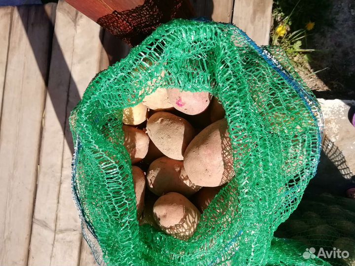Продам картофель