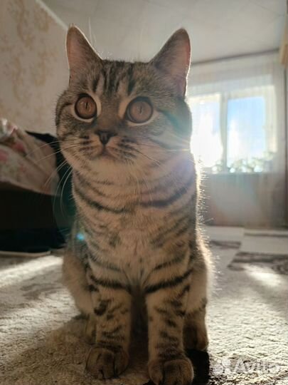 Передержка домашних животных