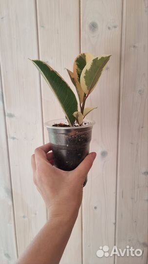 Фикус эластика тинеке