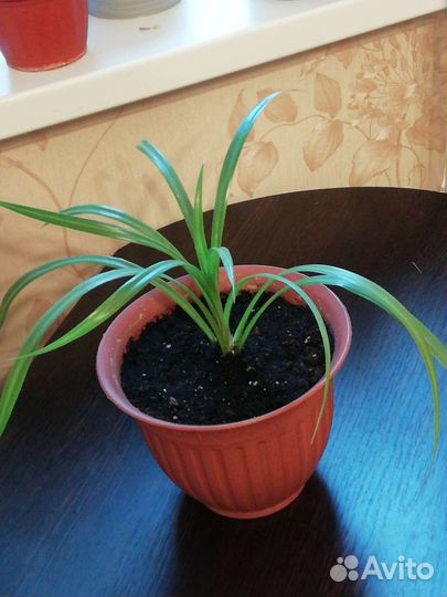 Панданус (отростки)