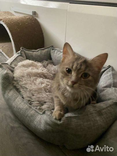 Котенок в добрые руки
