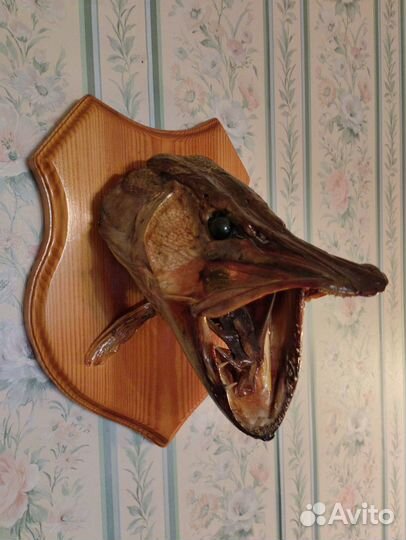 Продам чучело головы щуки весом 13кг