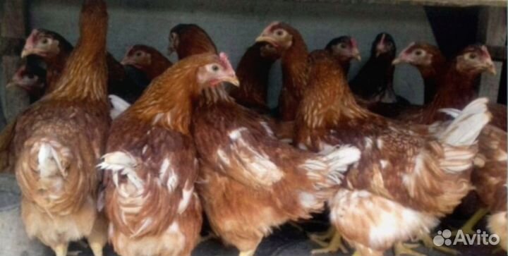 Куры-несушки яичные