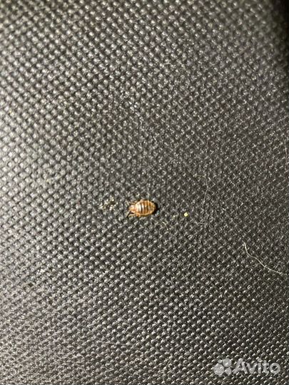 Уничтожение клопов,тараканов и клещей