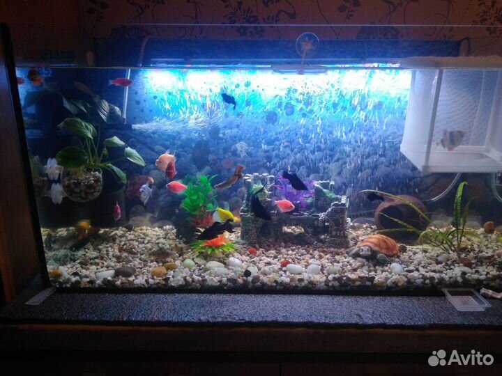 Аквариум