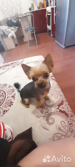 Йоркширский терьер вязка