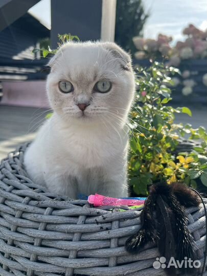 Питомник красивых шотландских котят