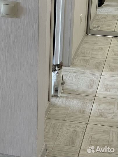 Отдам котенка в добрые руки