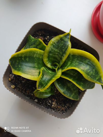 Продам цветы комнатные