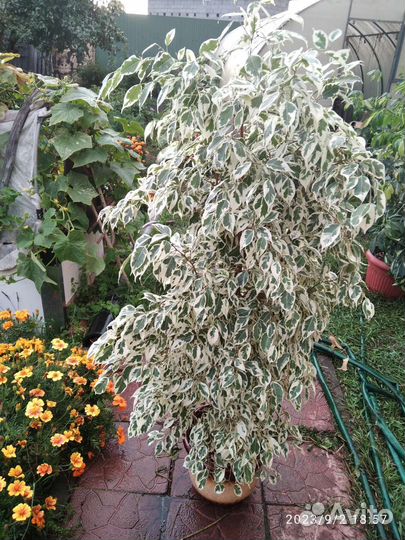 Фикус Бенджамина мелколистный