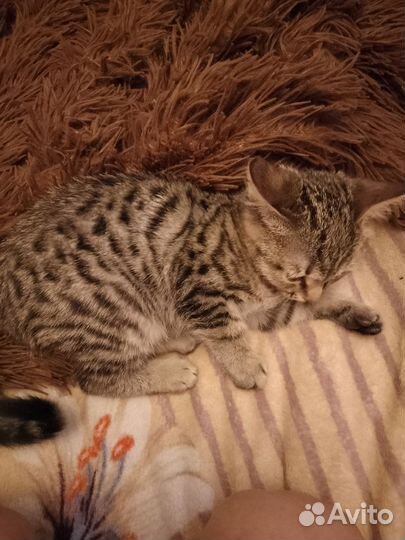 Продаётся котёнок