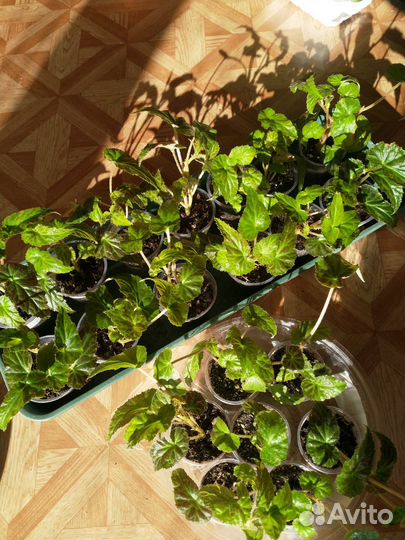 Бегония беллекония Салмон,Роуз