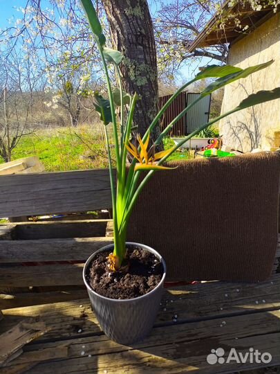 Стрелиция королевская