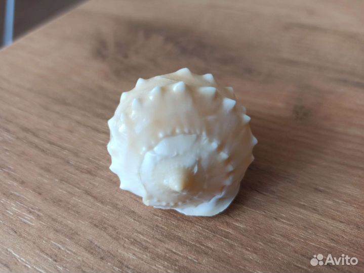Морская раковина