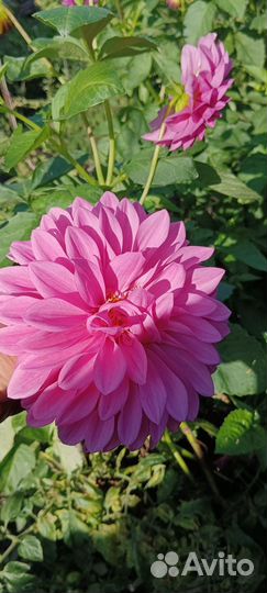 Георгины многолетнее