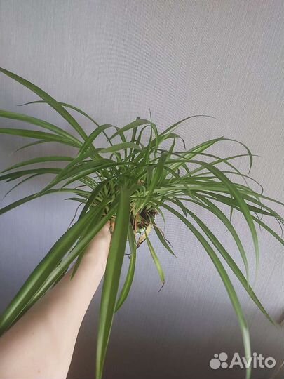 Хлорофитум