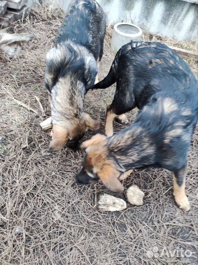 Крупные щенки - девочки