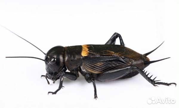 Сверчок замороженный таракан живой