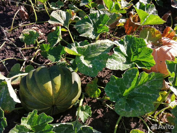 Тыква Кабачки Картофель