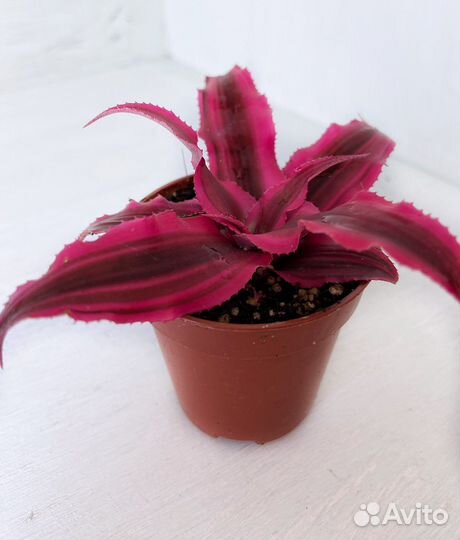 Криптантус