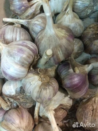 Чеснок сортовой Любаша