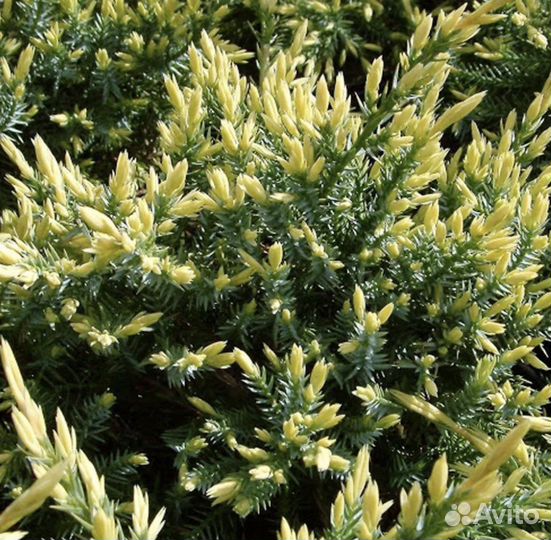 Можжевельник чешуйчатый «Холгер»/ саженцы