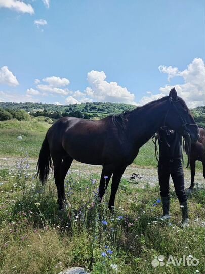 Карачаевский жеребец