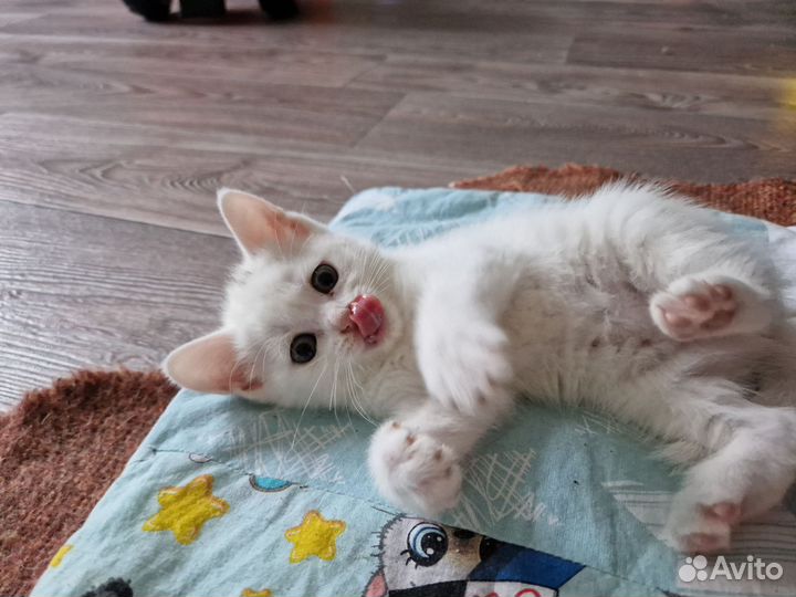 Котята