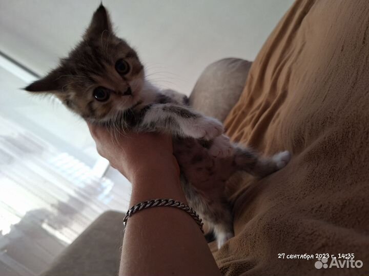 Шотландские котята