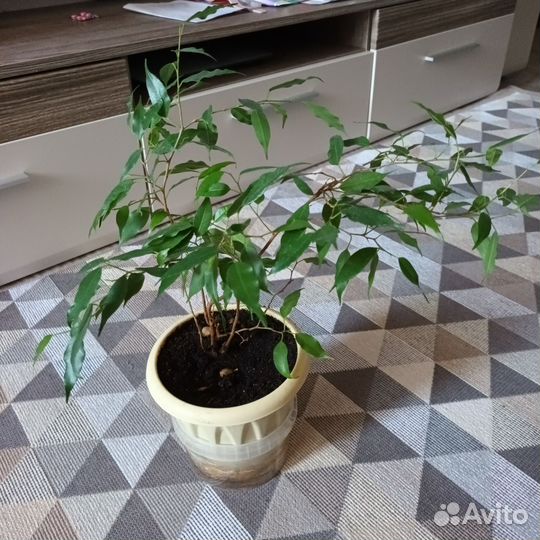 Фикус бенджамина