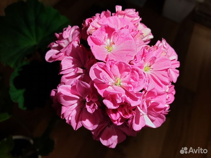 Сортовые пеларгонии,укорененные молодые растения