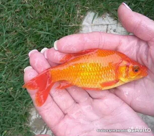 Красный карась
