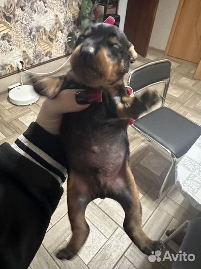Щенки цвергпинчера