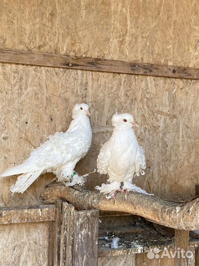 Продажа голубей