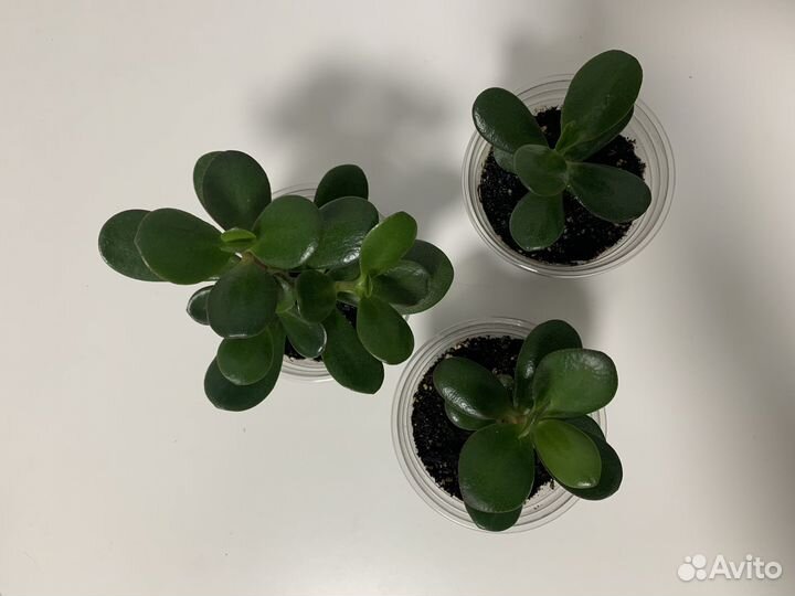 Комнатные растения денежное дерево Толстянка