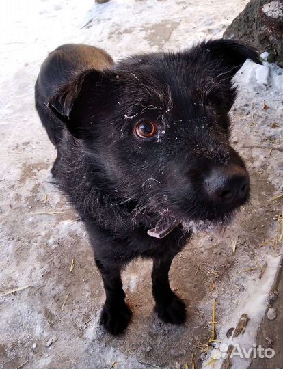 Сладкий одноглазик