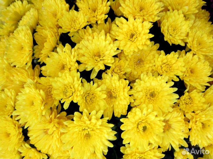 Хризантема