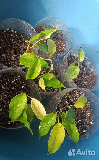 Комнатные растения