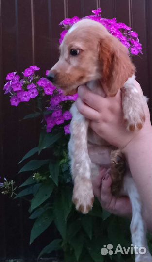 Русский спаниель